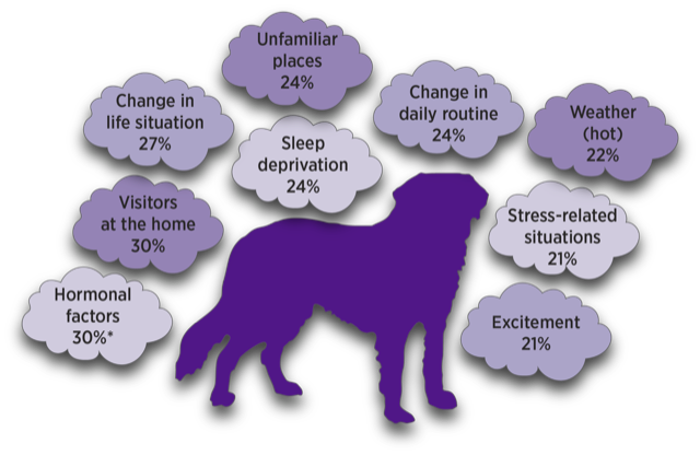 what is idiopathic epilepsy dogs